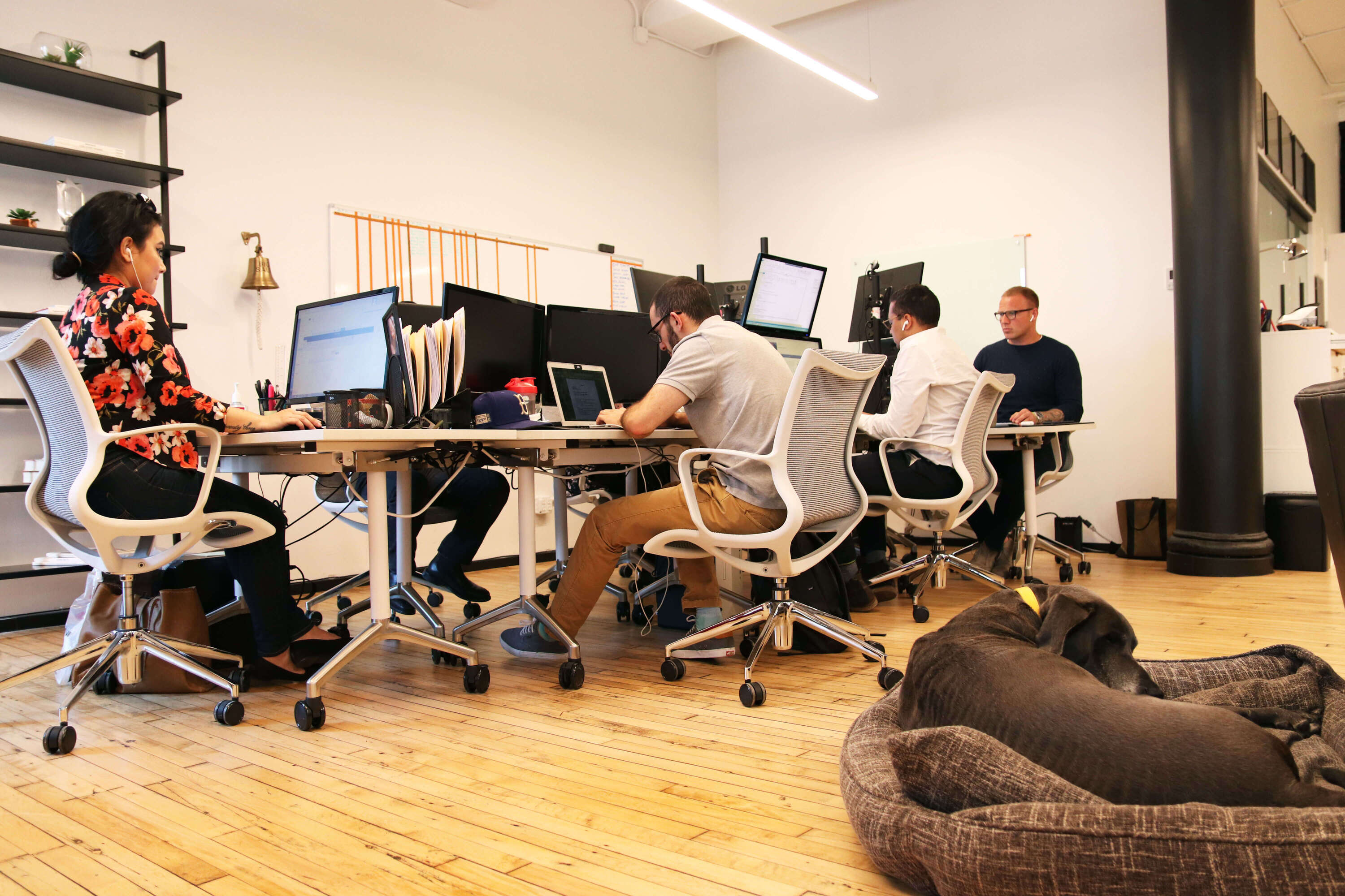 A photo inside InterQuest Group's New York office with employees sat at a bank of desks and a Great Dane resting